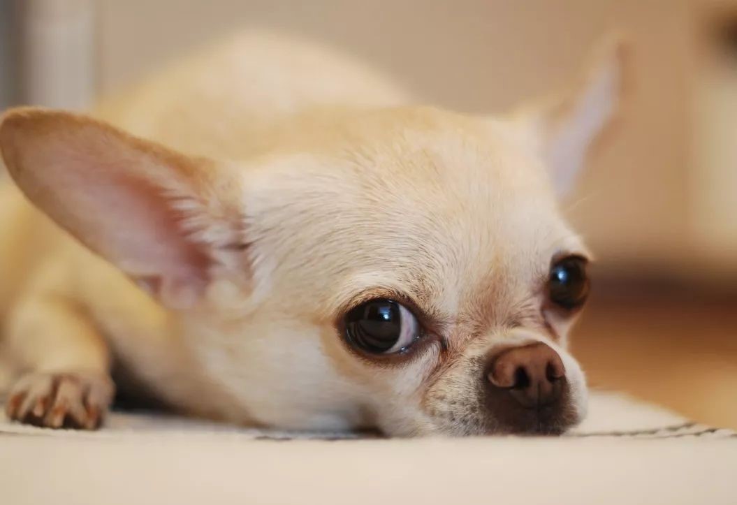 1546929520702630.jpg 2.jpg